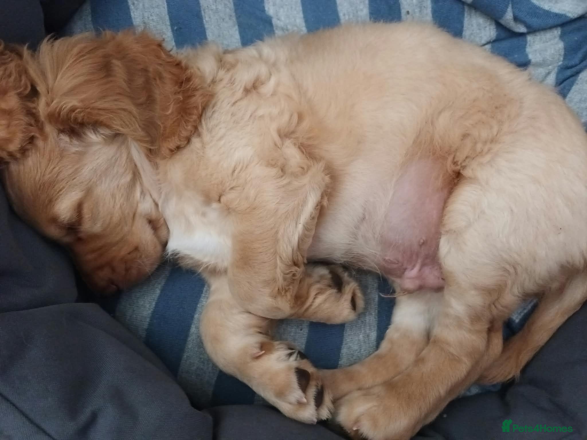 Cocker Spaniel dogs KC REGISTERED WORKING COCKER SPANIEL PUPPIES  - Advert 2