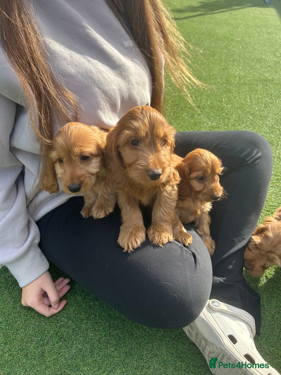 Cockapoo dogs for sale: Cockapoo puppies  - Image 6