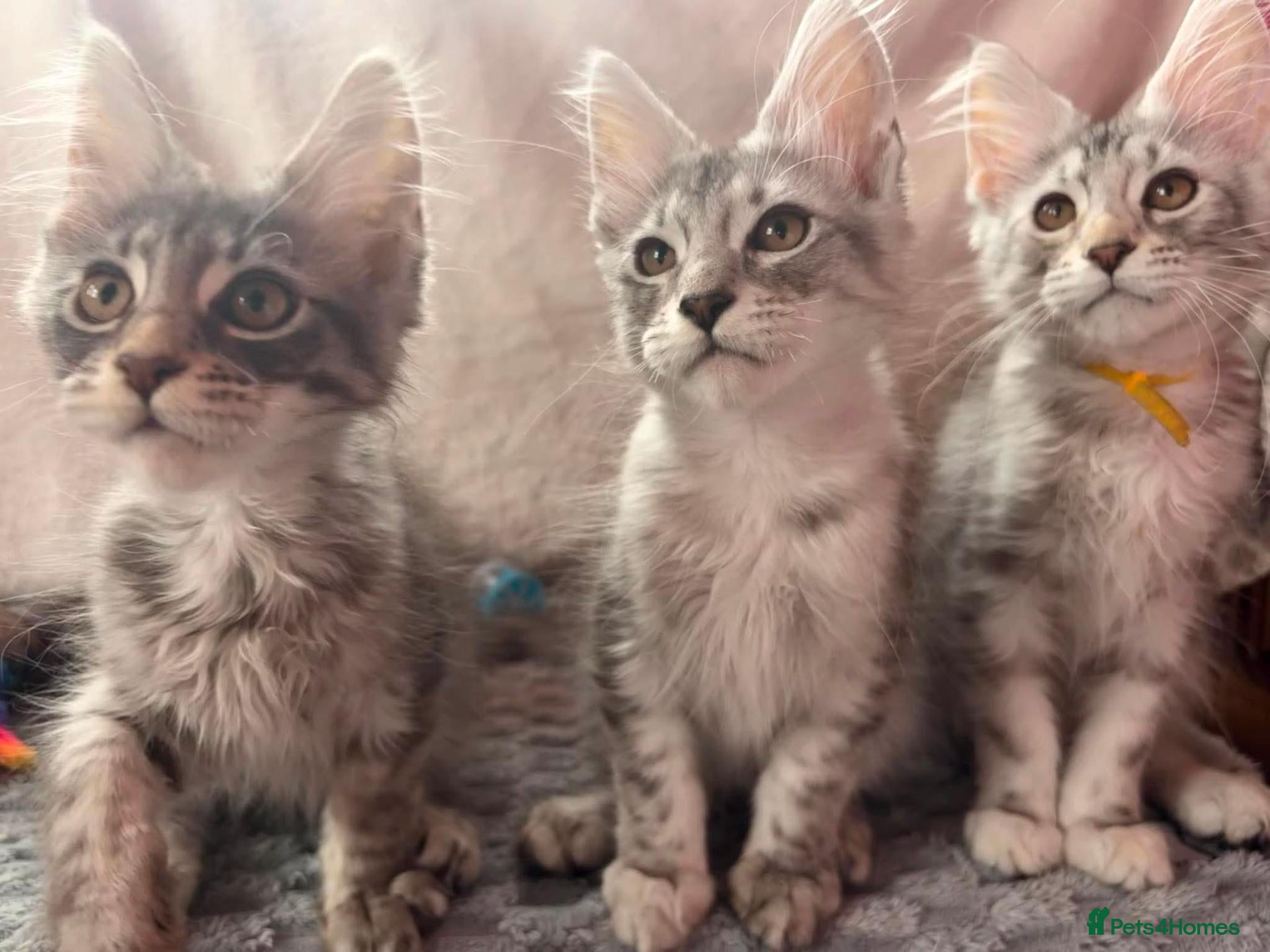 Maine Coon cats Maine Coon Kittens 🌟Tica Registered  - Advert 3