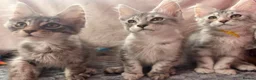 Maine Coon cats for sale: Maine Coon Kittens 🌟Tica Registered  - Advert 1