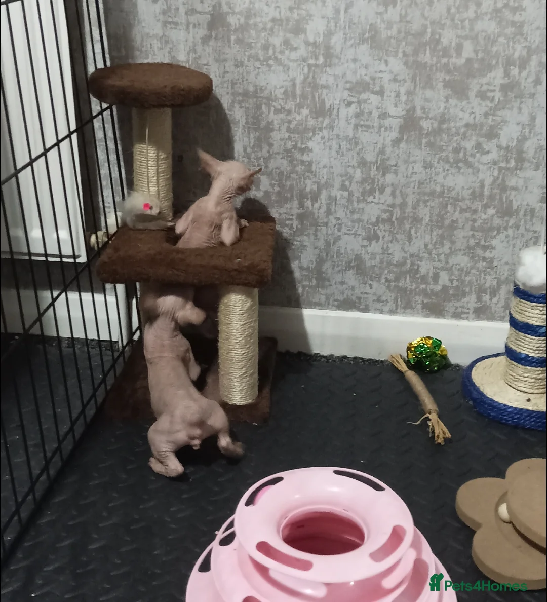 Sphynx cats for sale: ADORABLE PEDIGREE MALE SPHYNX KITTENS  - Advert 10