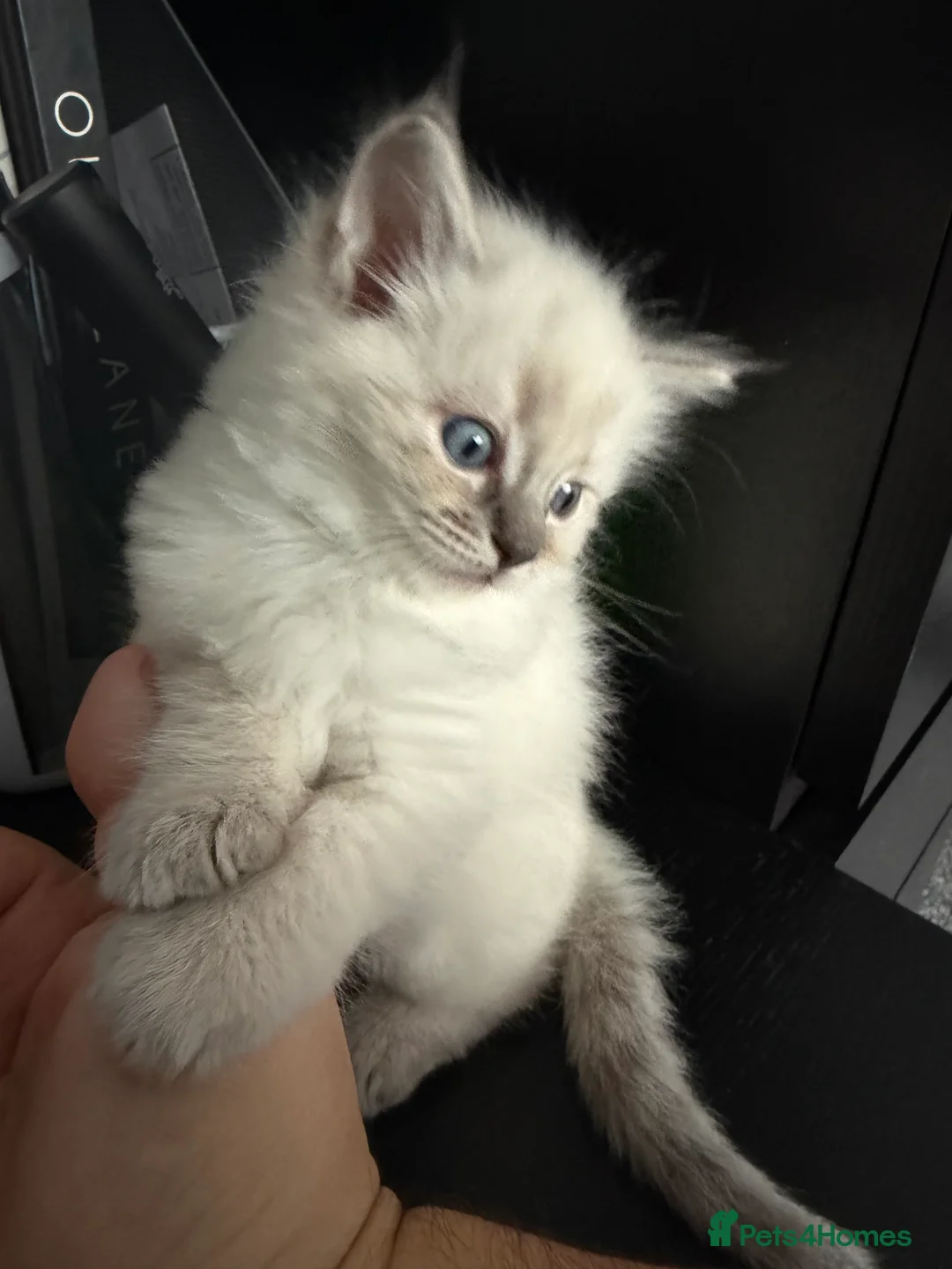 Ragdoll cats for sale: Female ragdoll kitten in Oxford - Advert 1