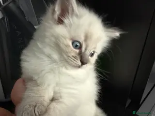 Ragdoll cats Female ragdoll kitten in Oxford - Advert 3