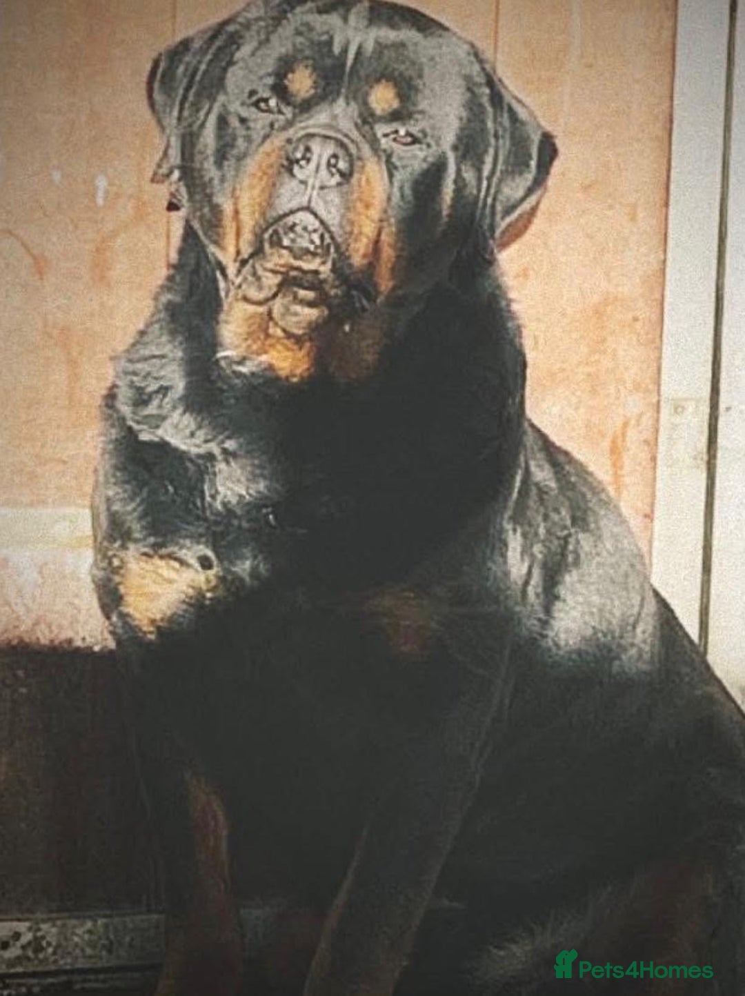 Rottweiler dogs for sale: Proper big old fashioned Rottie  pups ready now  - Advert 22