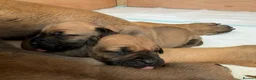 Boerboel dogs for sale: Boerboel puppies - Advert 2