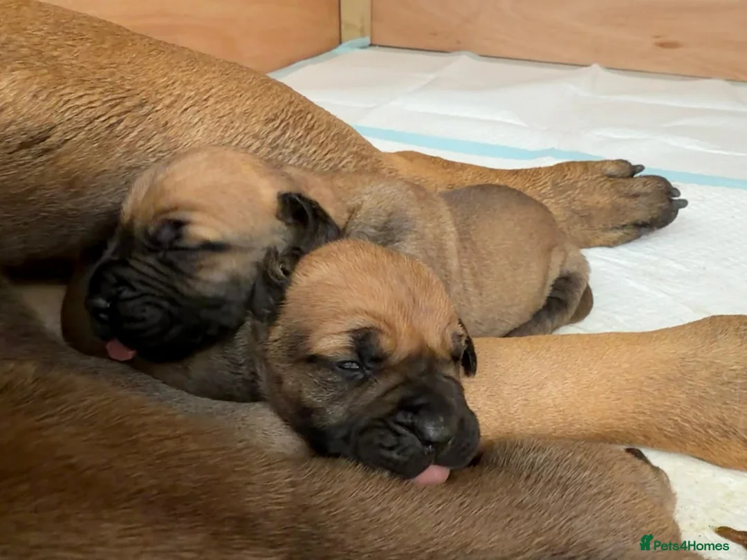 Boerboel dogs for sale: Boerboel puppies - Advert 2