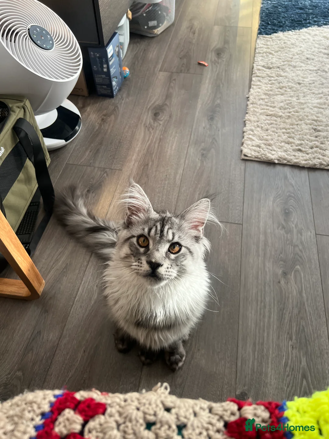 Maine Coon cats for stud: Silver Striped Male for STUD - Advert 10
