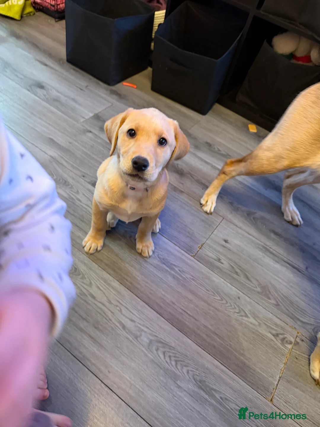 Labrador Retriever dogs for sale: Last girl of our litter  - Advert 2