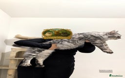 Maine Coon cats for stud: European Championship Carries Shaded GCCF & TICA - Advert 5