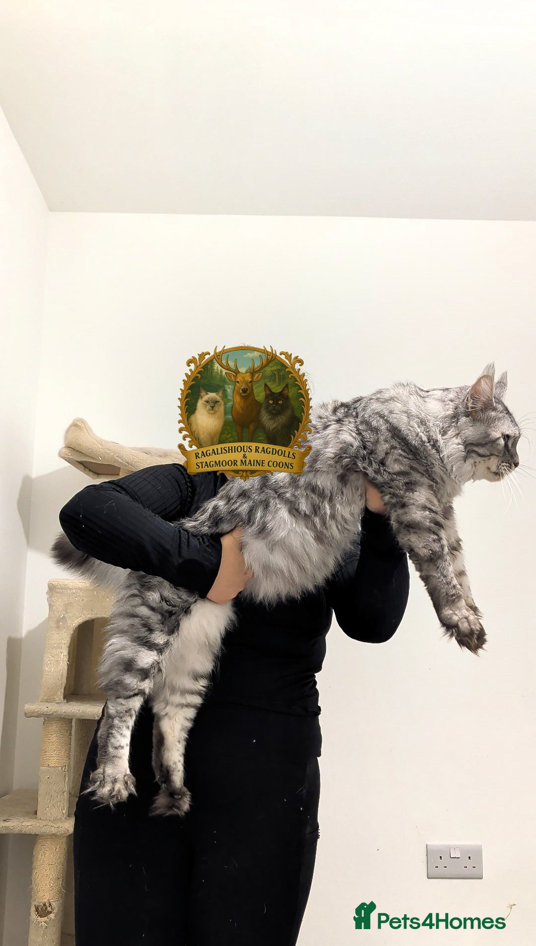 Maine Coon cats for stud: European Championship Carries Shaded GCCF & TICA - Advert 5