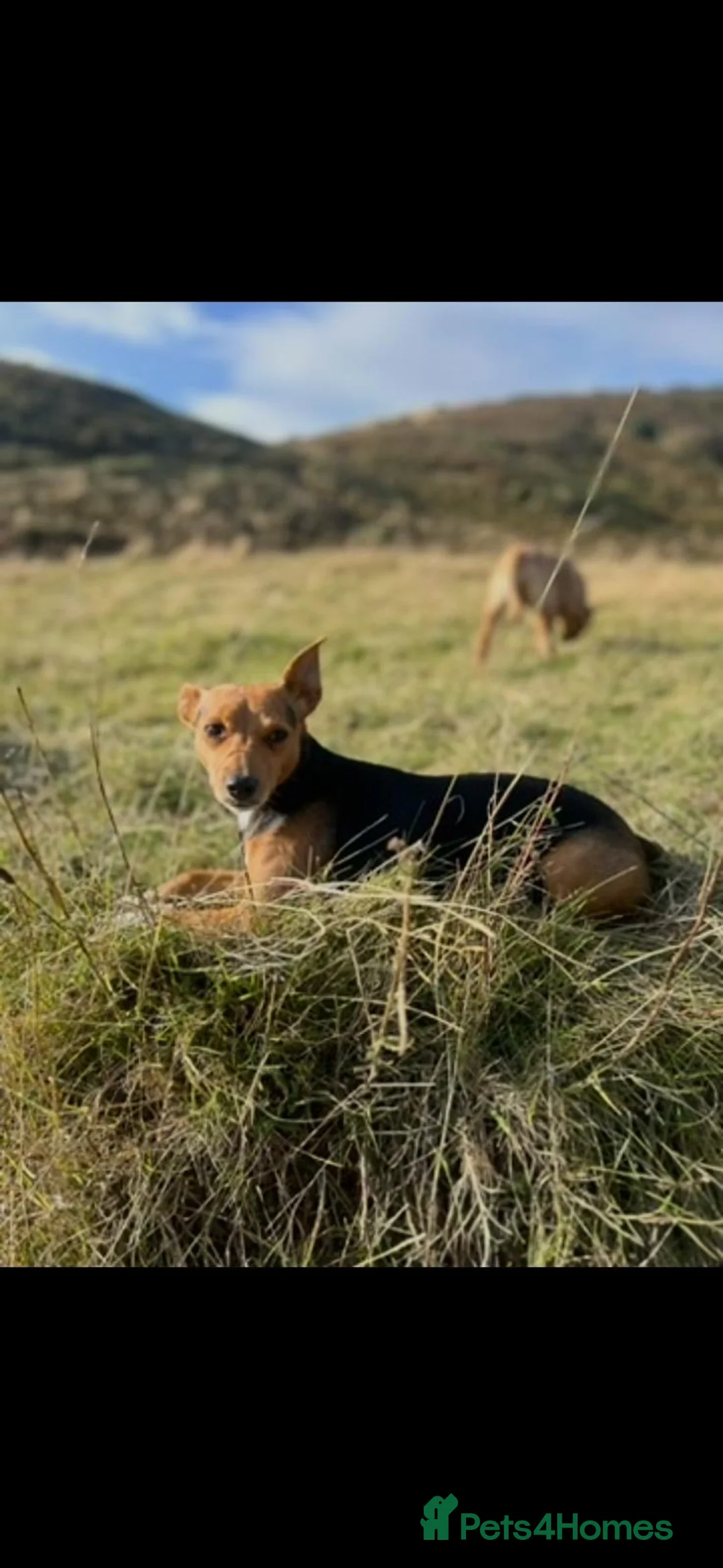 Jack Russell dogs for sale: Jack Russell puppies  - Advert 1