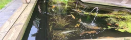 Koi Carp fish for sale: Pond Clearance  - Advert 10