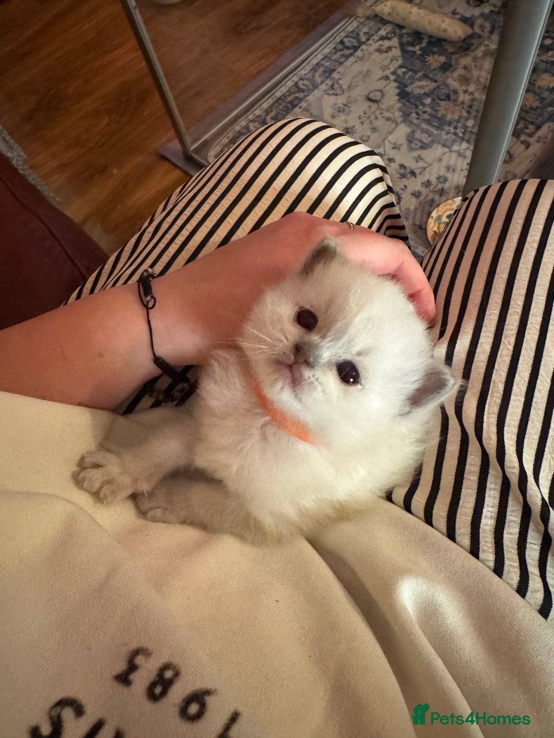 RagaMuffin cats for sale: Beautiful Ragamuffin Kittens - BSH/Ragdoll Cross - Advert 20