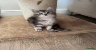 Maine Coon cats - Advert 10