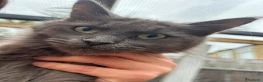 Maine Coon 3