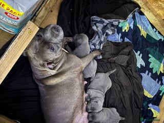 Staffordshire Bull Terrier dogs Staffy pups - Advert 1