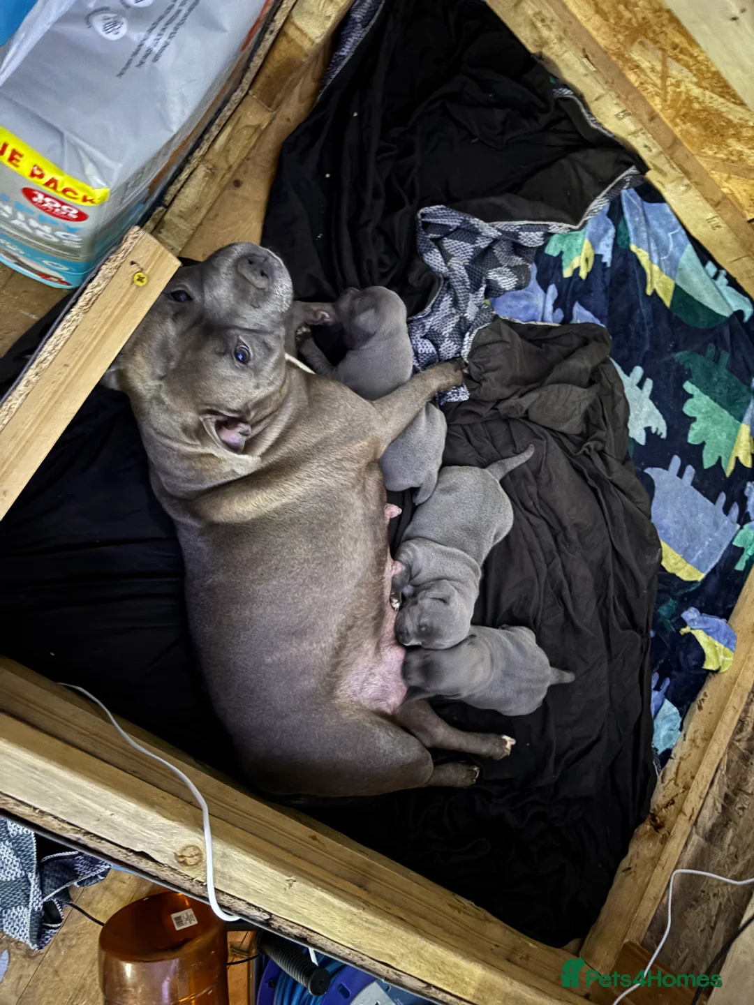 Staffordshire Bull Terrier dogs for sale: Staffy pups  - Advert 1