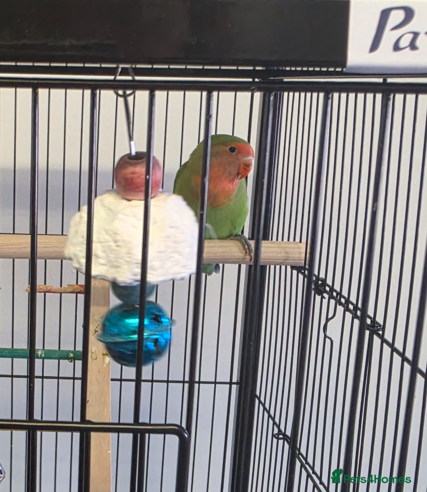 Lovebirds birds Love bird  - Advert 8