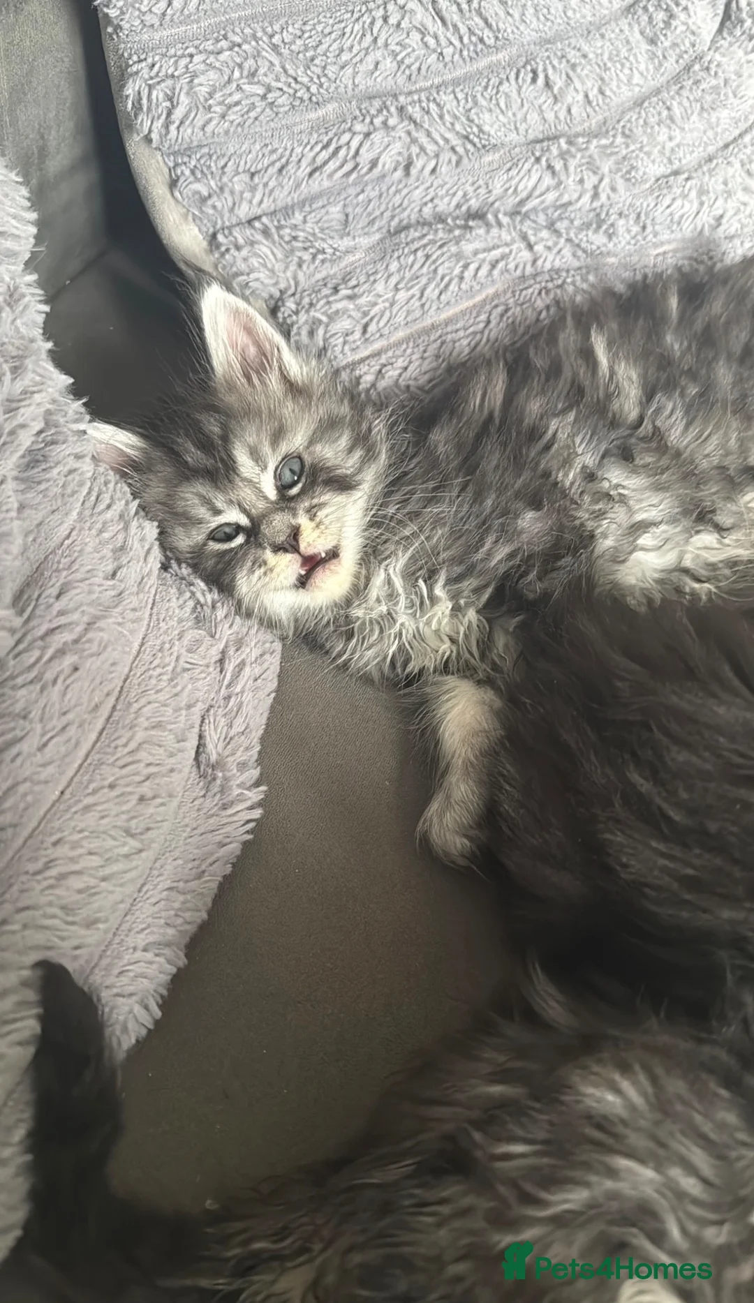 Maine Coon cats for sale: Maine coon kittens - Advert 7