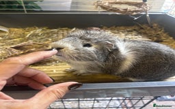 Guinea Pig rodents for sale: Guinea pigs males and cage FREE - Image 2