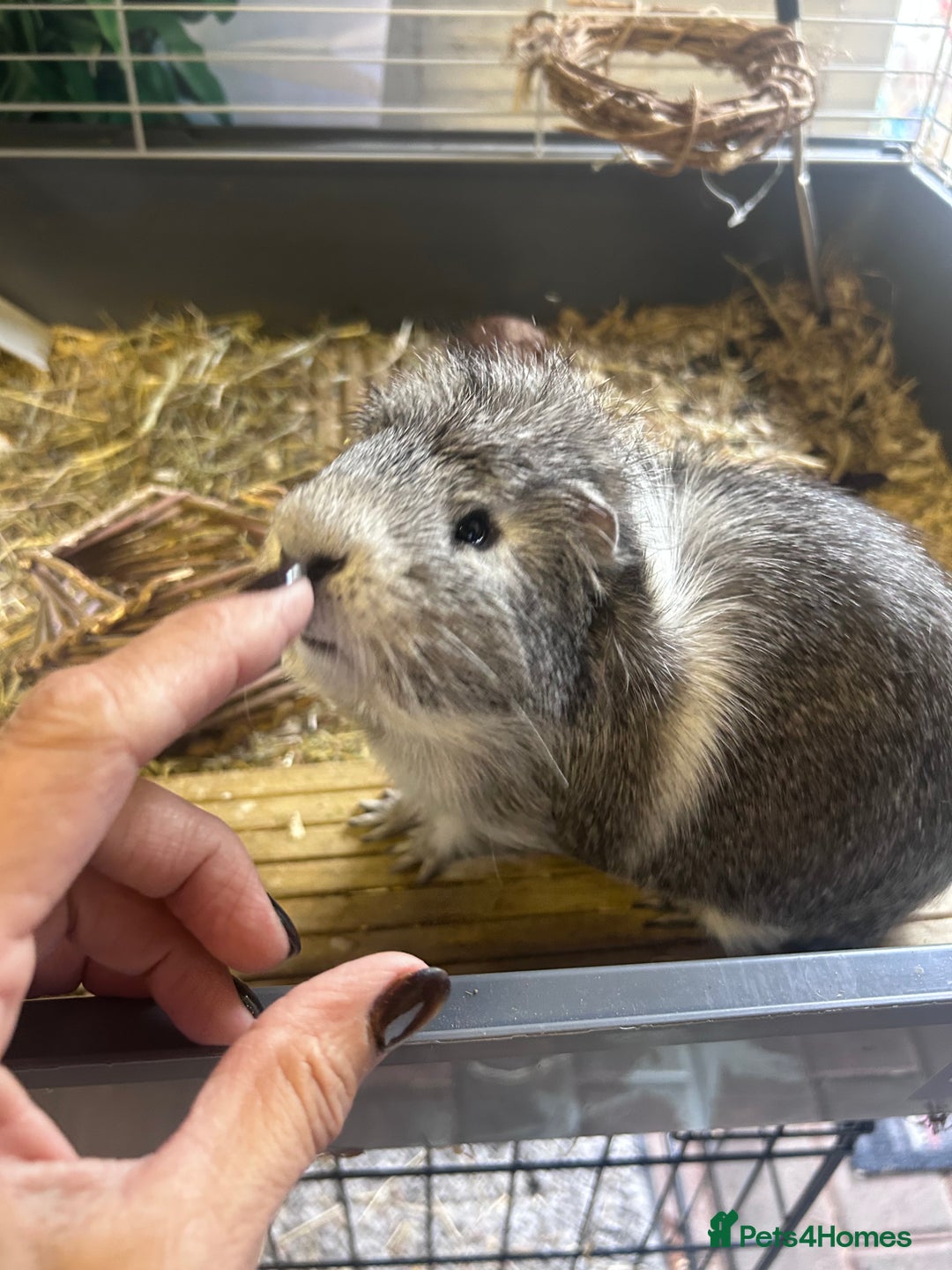 Guinea Pig rodents for sale: Guinea pigs males and cage FREE - Image 2
