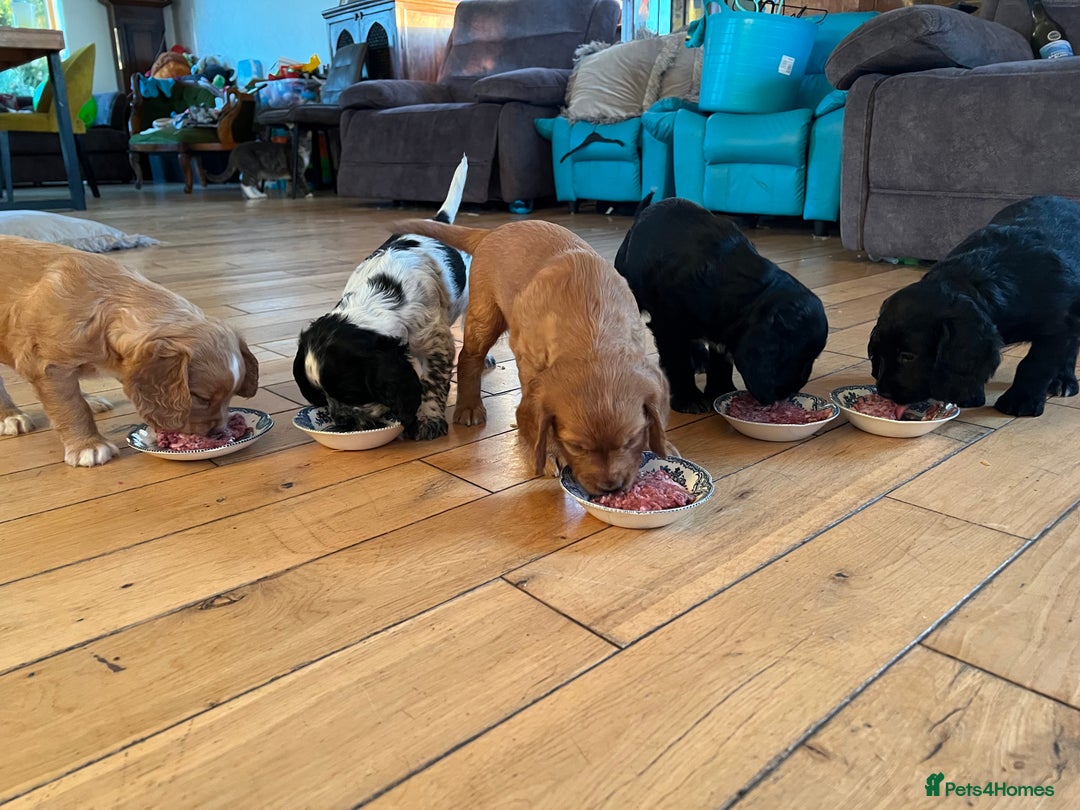 Cocker Spaniel dogs for sale: Beautiful Cocker puppies - Image 4