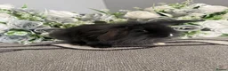 Mini Lop rabbits for sale: 6 adorable bunnies for sale  - Advert 4