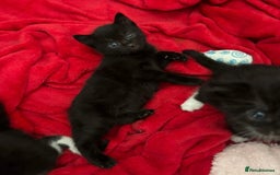Bombay cats for sale: Kittens for sale  - Image 14