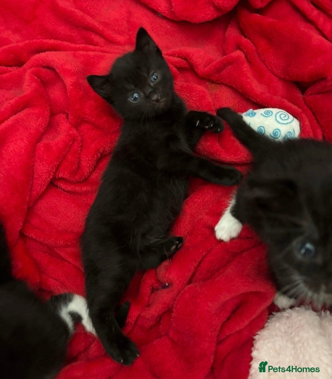 Bombay cats for sale: Kittens for sale  - Image 14