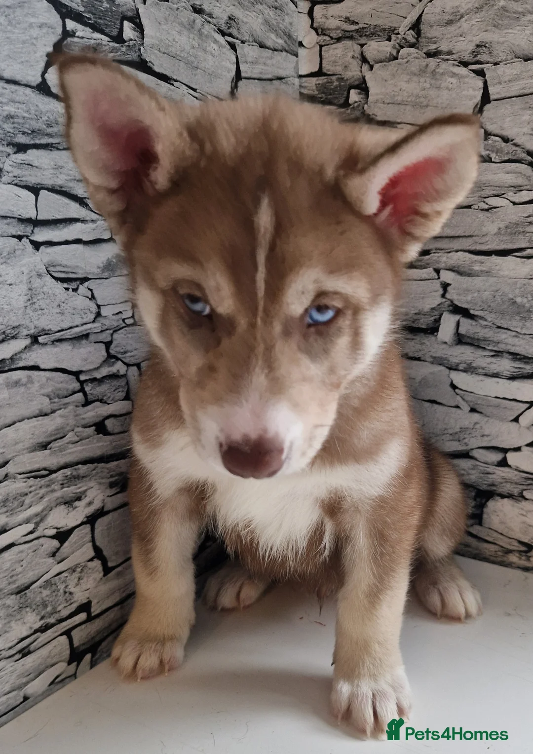 Siberian Husky dogs for sale: 1 beautiful girl left ❤️ ready now  - Advert 11
