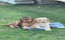 Miniature Poodle dogs for stud: HEALTH TESTED Kc Registered Miniature Poodle STUD in Doncaster - Image 24