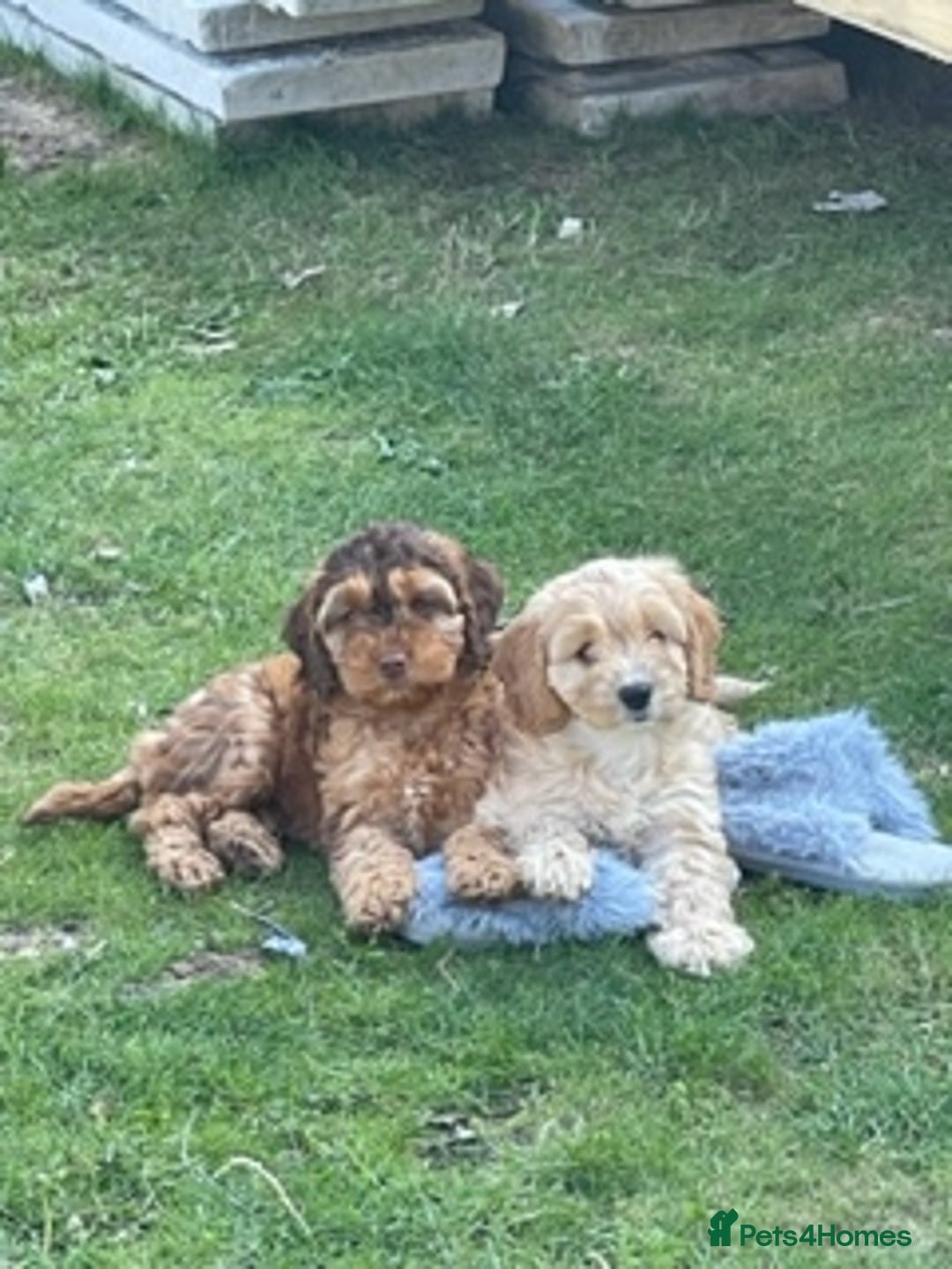 Miniature Poodle dogs for stud: HEALTH TESTED Kc Registered Miniature Poodle STUD in Doncaster - Image 24