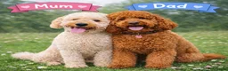 Labradoodle dogs for sale: Exceptional F1BB Labradoodle Puppies - Home Raised - Advert 2