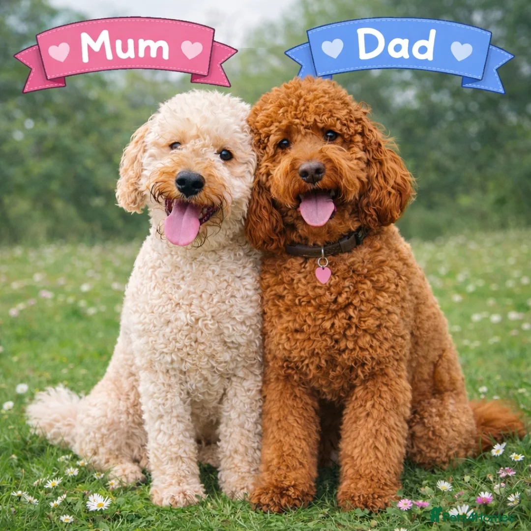Labradoodle dogs for sale: Exceptional F1BB Labradoodle Puppies - Home Raised - Advert 2