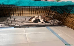 Jack Russell dogs for sale: Jackrussel  - Image 1