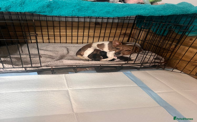 Jack Russell dogs - Advert 1