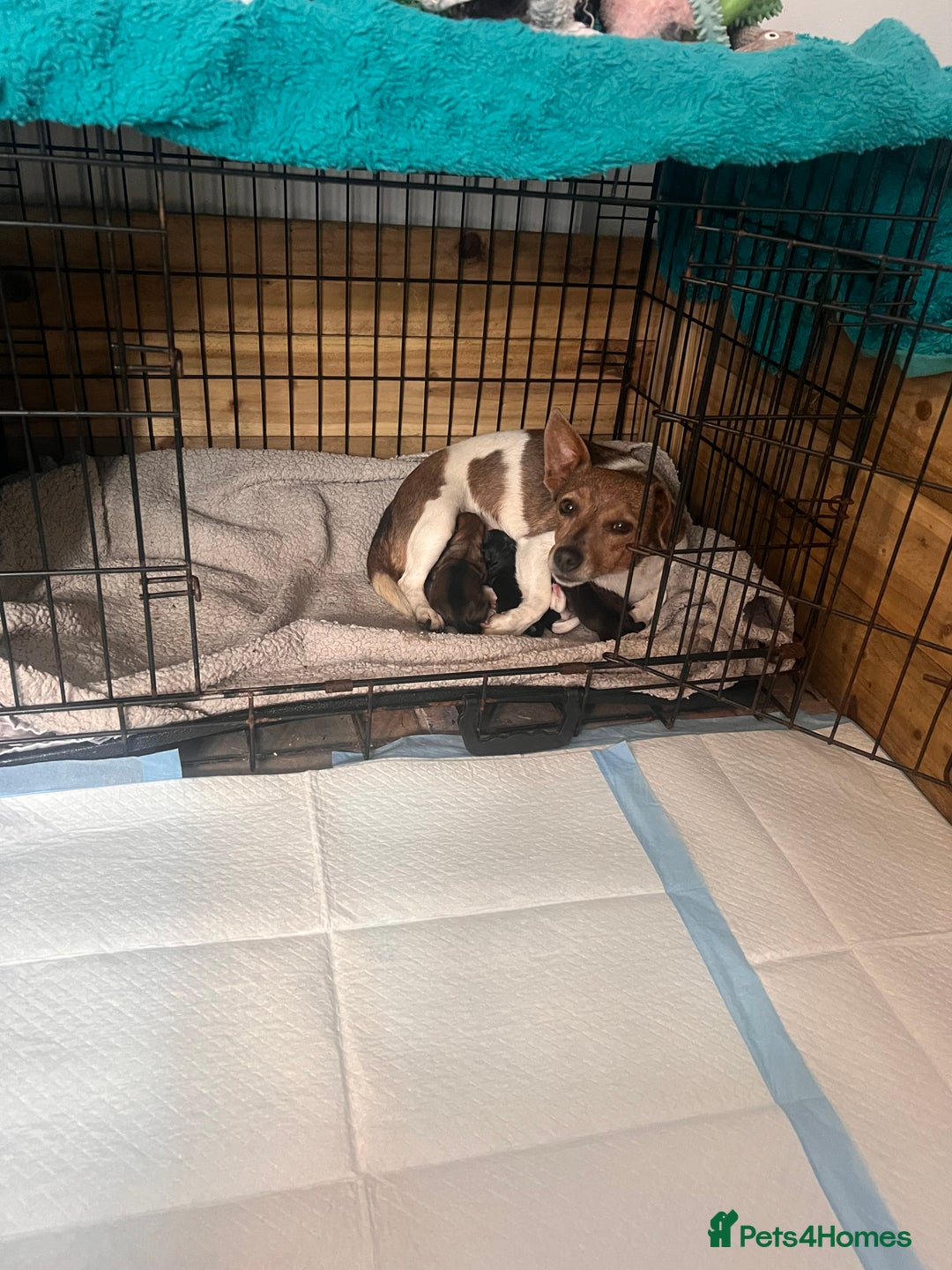 Jack Russell dogs for sale: Jackrussel  - Image 1