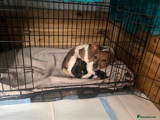 Jack Russell dogs - Advert 3