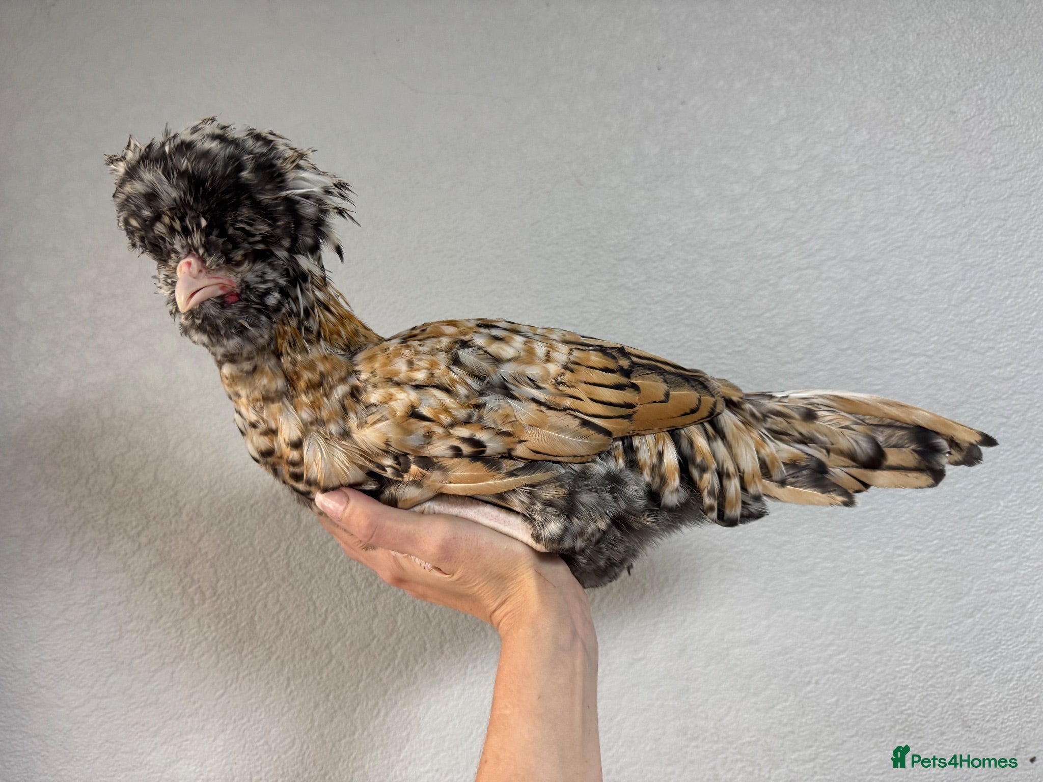 Chickens poultry Handsome Polish Cockerel - Advert 10