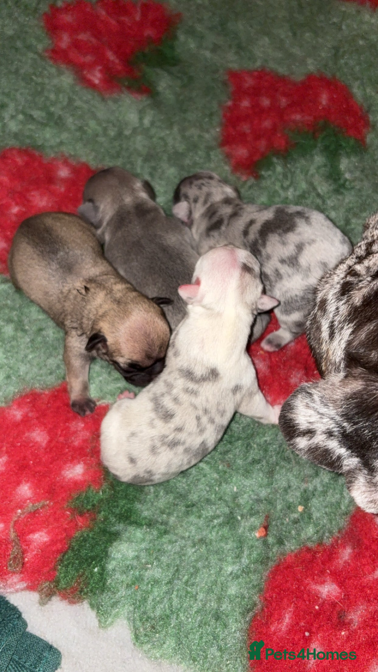 French Bulldog dogs 4 frenchie pups  - Advert 6