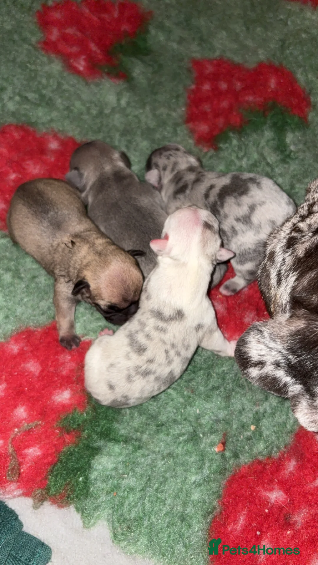 French Bulldog dogs for sale: 4 frenchie pups  - Advert 1