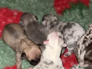 French Bulldog dogs 4 frenchie pups - Advert 1