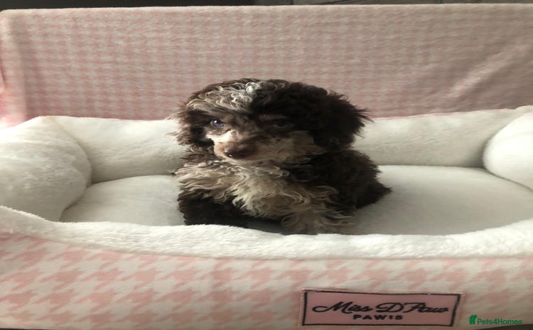 Miniature Poodle dogs - Advert 6