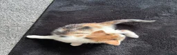 Mixed Breed cats for sale: Ready now adorable kittens - Advert 12