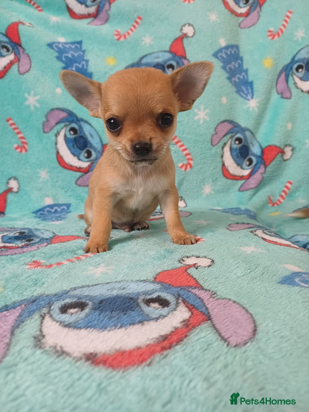 Chihuahua dogs for sale: Tiny adorable chihuahua pups 🐶  - Image 2