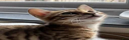Bengal cats for sale: Pedigree SBT Male Bengal kitten - Advert 4