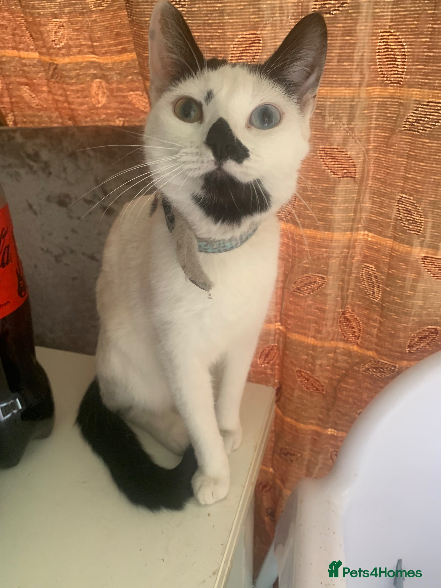 Mixed Breed cats Two kitten for sale  - Advert 1