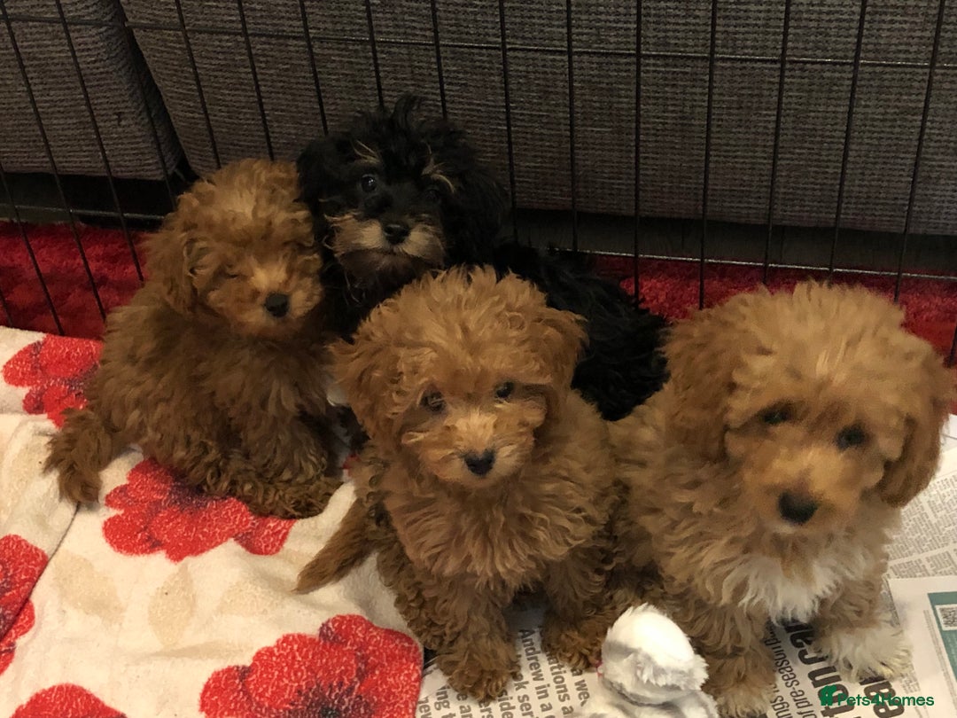 Mixed Breed dogs for sale: shihtzu cross puppies for sale - Advert 3