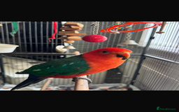 Parrots birds for sale: Australian King Parrot - 4 year old male  - Image 3