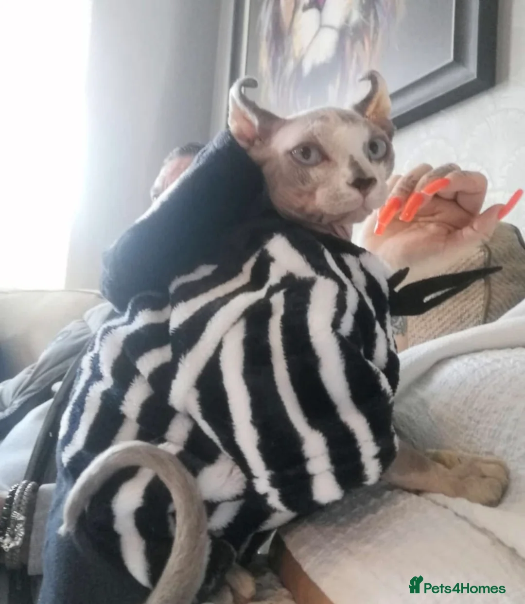 Sphynx cats for sale: Sphynx Cats for sale  - Advert 1